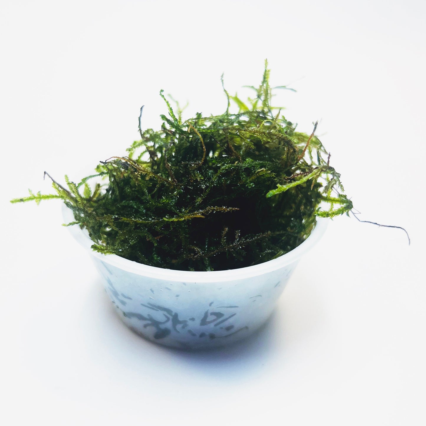 Java Moss - Lush Green Aquatic Foliage for Your Aquarium- Aquatic Live Plants Perfect to all size tanks. Free Shipping| Green Garden Corner