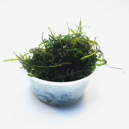 Java Moss - Lush Green Aquatic Foliage for Your Aquarium- Aquatic Live Plants Perfect to all size tanks. Free Shipping| Green Garden Corner