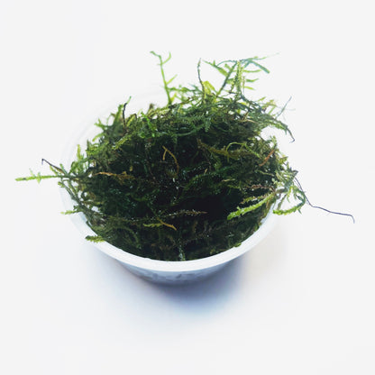 Java Moss - Lush Green Aquatic Foliage for Your Aquarium- Aquatic Live Plants Perfect to all size tanks. Free Shipping| Green Garden Corner