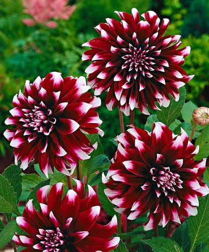 Dahlia Duet | Captivating Dahlias | Nature's Masterpiece | Red Flowers with white petal tips | Holland BULBS | Green Garden Corner