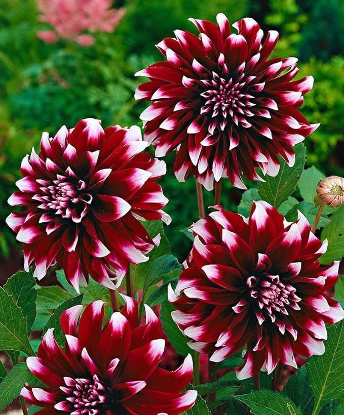 Dahlia Verdi Glory | Captivating Dahlias | Nature's Masterpiece | Red Flowers with white petal tips | Holland BULBS | Green Garden Corner