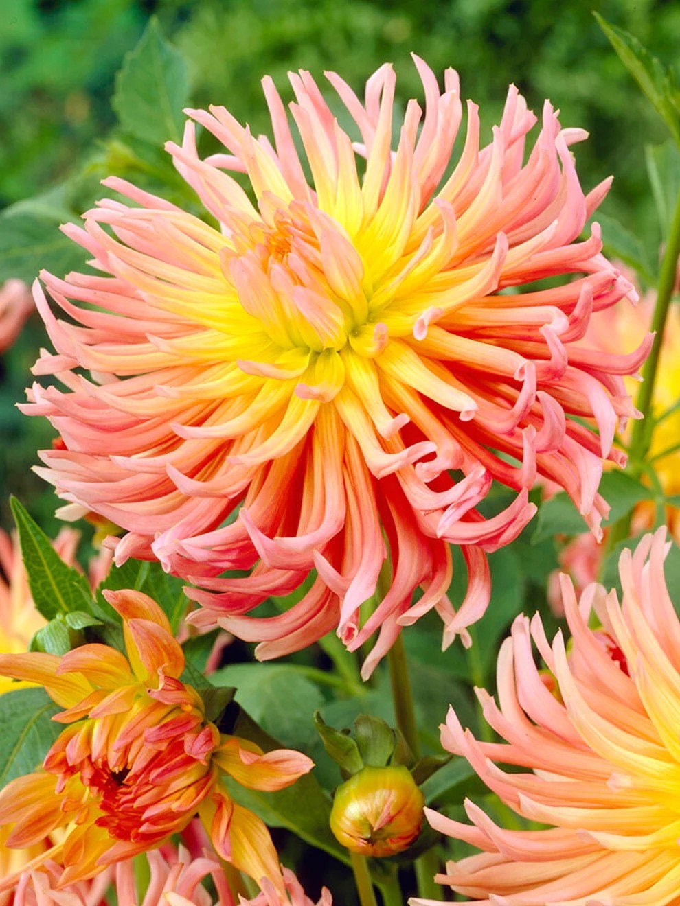 Dahlia Alfred Grille | Captivating Dahlias | Nature's Masterpiece |  Flower heads in pink and a yellow | Holland BULBS | Green Garden Corner