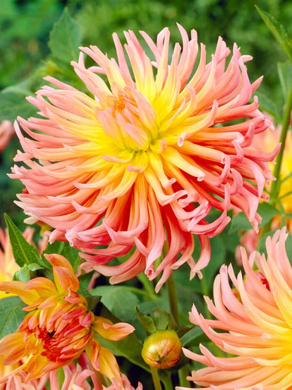 Dahlia Alfred Grille | Captivating Dahlias | Nature's Masterpiece |  Flower heads in pink and a yellow | Holland BULBS | Green Garden Corner