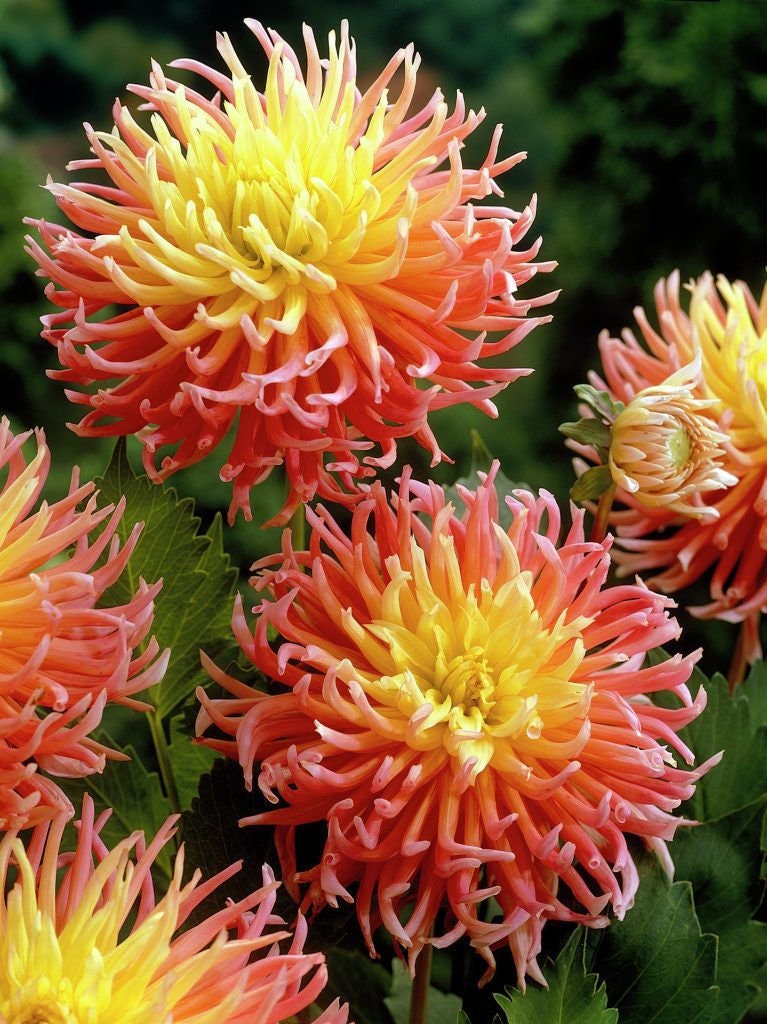 Dahlia Alfred Grille | Captivating Dahlias | Nature's Masterpiece |  Flower heads in pink and a yellow | Holland BULBS | Green Garden Corner