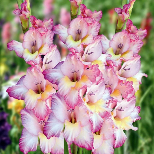 5  or 10 GLADIOLUS PRISCILLA Holland BULBS white with pink accents blooms Free Shipping !!!!!!! Green Garden Corner