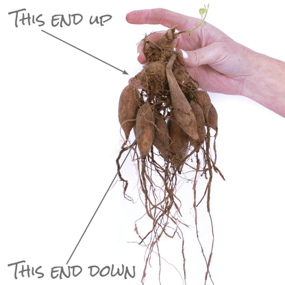 Dahlia Verdi Glory | Captivating Dahlias | Nature's Masterpiece | Red Flowers with white petal tips | Holland BULBS | Green Garden Corner