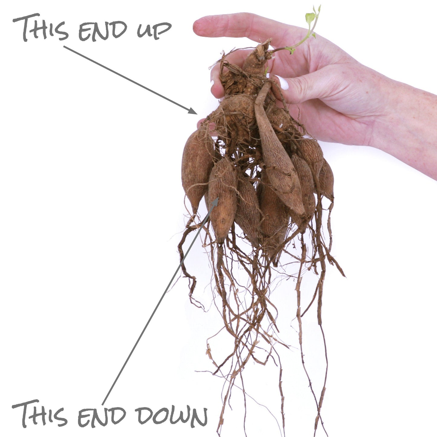 Dahlia Duet | Captivating Dahlias | Nature's Masterpiece | Red Flowers with white petal tips | Holland BULBS | Green Garden Corner