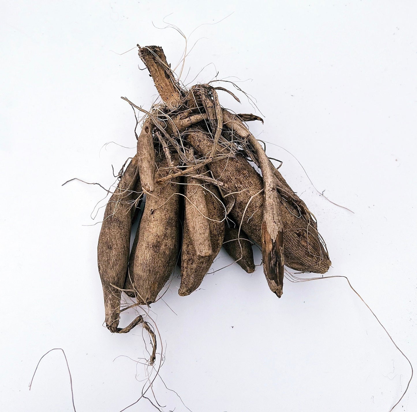 Dahlia Duet | Captivating Dahlias | Nature's Masterpiece | Red Flowers with white petal tips | Holland BULBS | Green Garden Corner