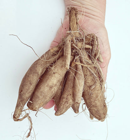 Dahlia Duet | Captivating Dahlias | Nature's Masterpiece | Red Flowers with white petal tips | Holland BULBS | Green Garden Corner