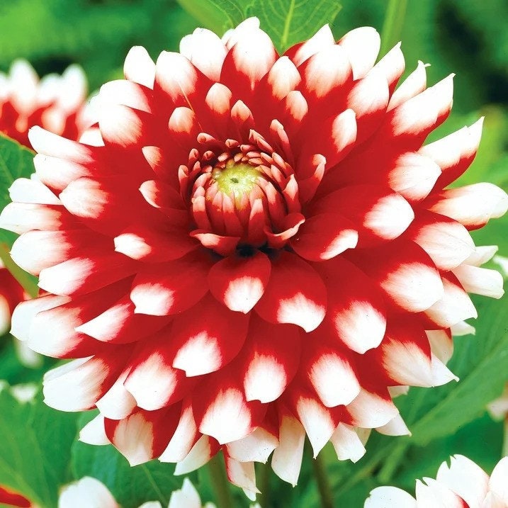 Dahlia Duet | Captivating Dahlias | Nature's Masterpiece | Red Flowers with white petal tips | Holland BULBS | Green Garden Corner