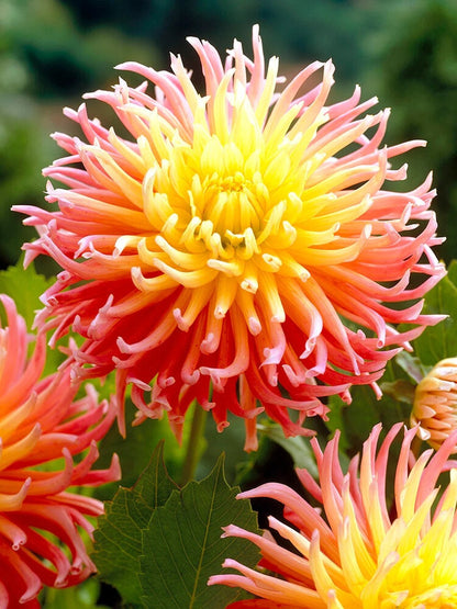 Dahlia Alfred Grille | Captivating Dahlias | Nature's Masterpiece |  Flower heads in pink and a yellow | Holland BULBS | Green Garden Corner