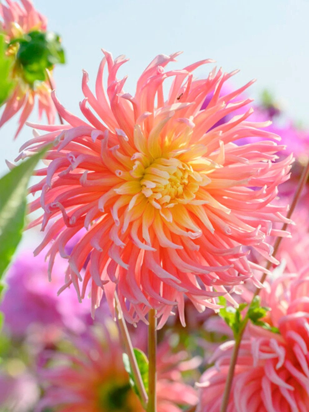 Dahlia Alfred Grille | Captivating Dahlias | Nature's Masterpiece |  Flower heads in pink and a yellow | Holland BULBS | Green Garden Corner