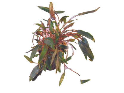 Cryptocoryne Mioya 1 pot- Aquatic Live Plants Perfect to all size tanks. Free Shipping !!!! | Green Garden Corner