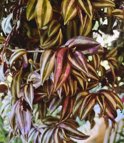 Burgundy Tradescantia  5 cuttings  - Easy-Care Indoor Beauty plants | Green Garden Corner !!!