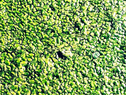 Duckweed  - Floating Aquarium Plant for Natural Aquascapes | Free Shipping !!!! | Green Garden Corner