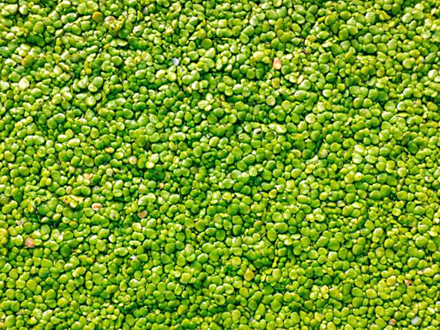 Duckweed  - Floating Aquarium Plant for Natural Aquascapes | Free Shipping !!!! | Green Garden Corner