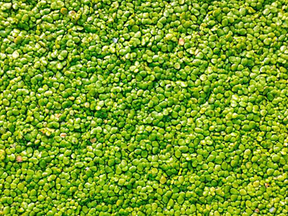 Duckweed  - Floating Aquarium Plant for Natural Aquascapes | Free Shipping !!!! | Green Garden Corner
