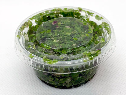Duckweed  - Floating Aquarium Plant for Natural Aquascapes | Free Shipping !!!! | Green Garden Corner