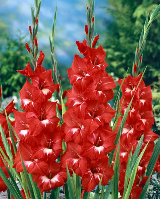 5  or 10 GLADIOLUS TRADERHORN Holland Bulbs brilliant scarlet gladiolus blooms Free Shipping !!!!!!! Green Garden Corner