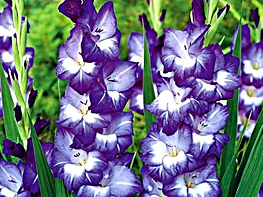 5  or 10 GLADIOLUS NORI Holland BULBS violet-blue blooms Free Shipping !!!!!!! Green Garden Corner