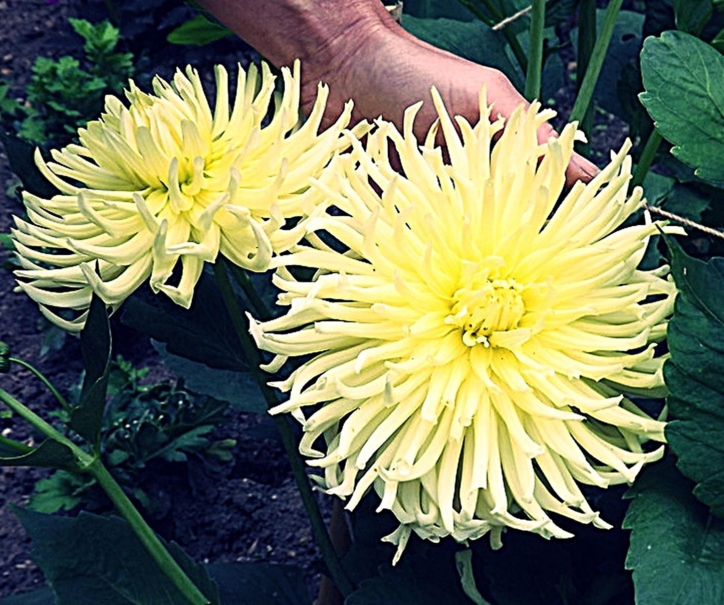 Dahlia Yellow Star | Captivating Dahlias | Nature's Masterpiece | Flowers Yellow | Holland Bulbs | Green Garden Corner