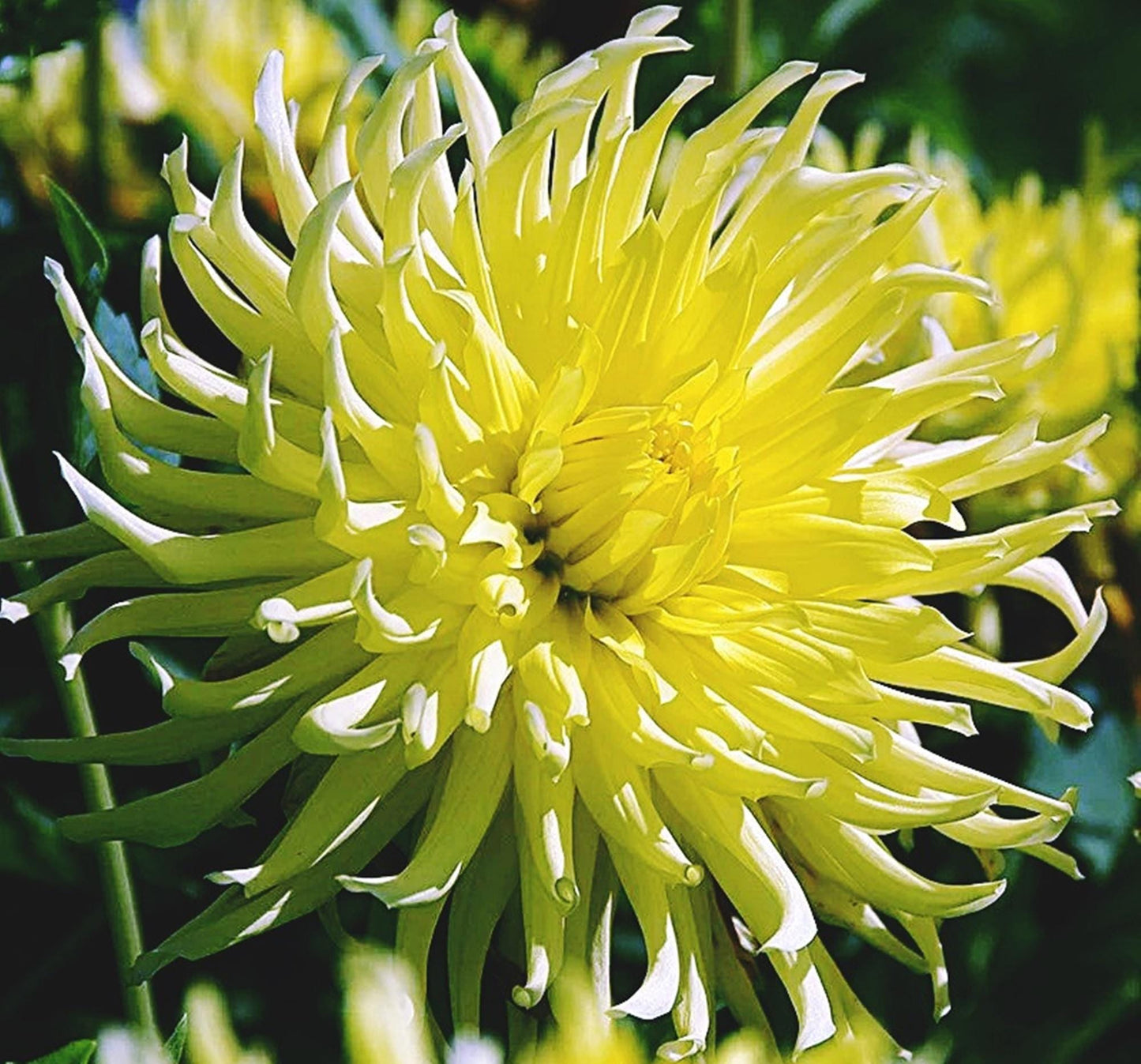 Dahlia Yellow Star | Captivating Dahlias | Nature's Masterpiece | Flowers Yellow | Holland Bulbs | Green Garden Corner