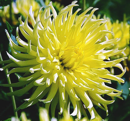 Dahlia Yellow Star | Captivating Dahlias | Nature's Masterpiece | Flowers Yellow | Holland Bulbs | Green Garden Corner