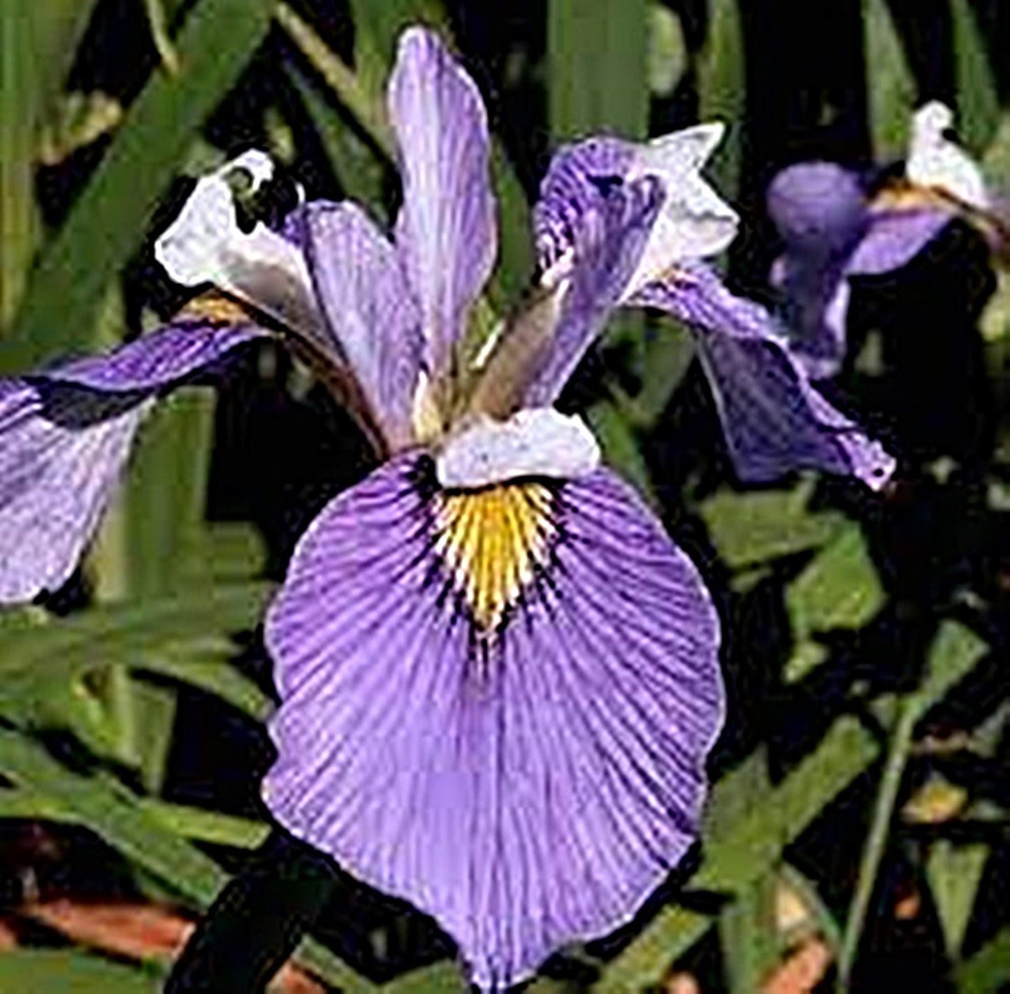 Enfant Prodige Iris plant for pond and garden | FREE SHIPPING!! | Pond Live Plants | Green Garden Corner