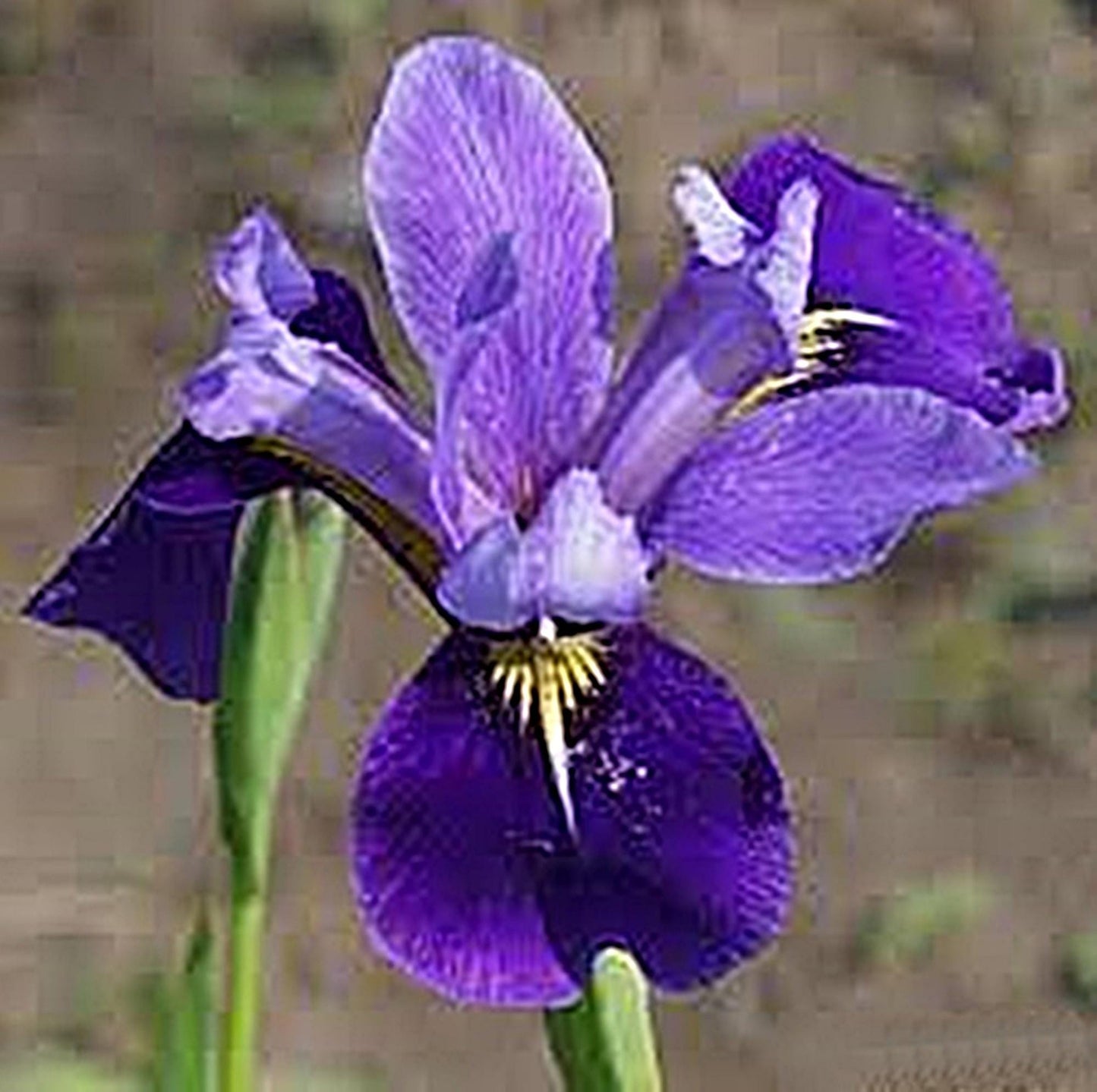 Enfant Prodige Iris plant for pond and garden | FREE SHIPPING!! | Pond Live Plants | Green Garden Corner
