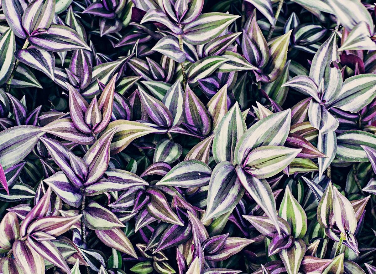 Burgundy Tradescantia  5 cuttings  - Easy-Care Indoor Beauty plants | Green Garden Corner !!!