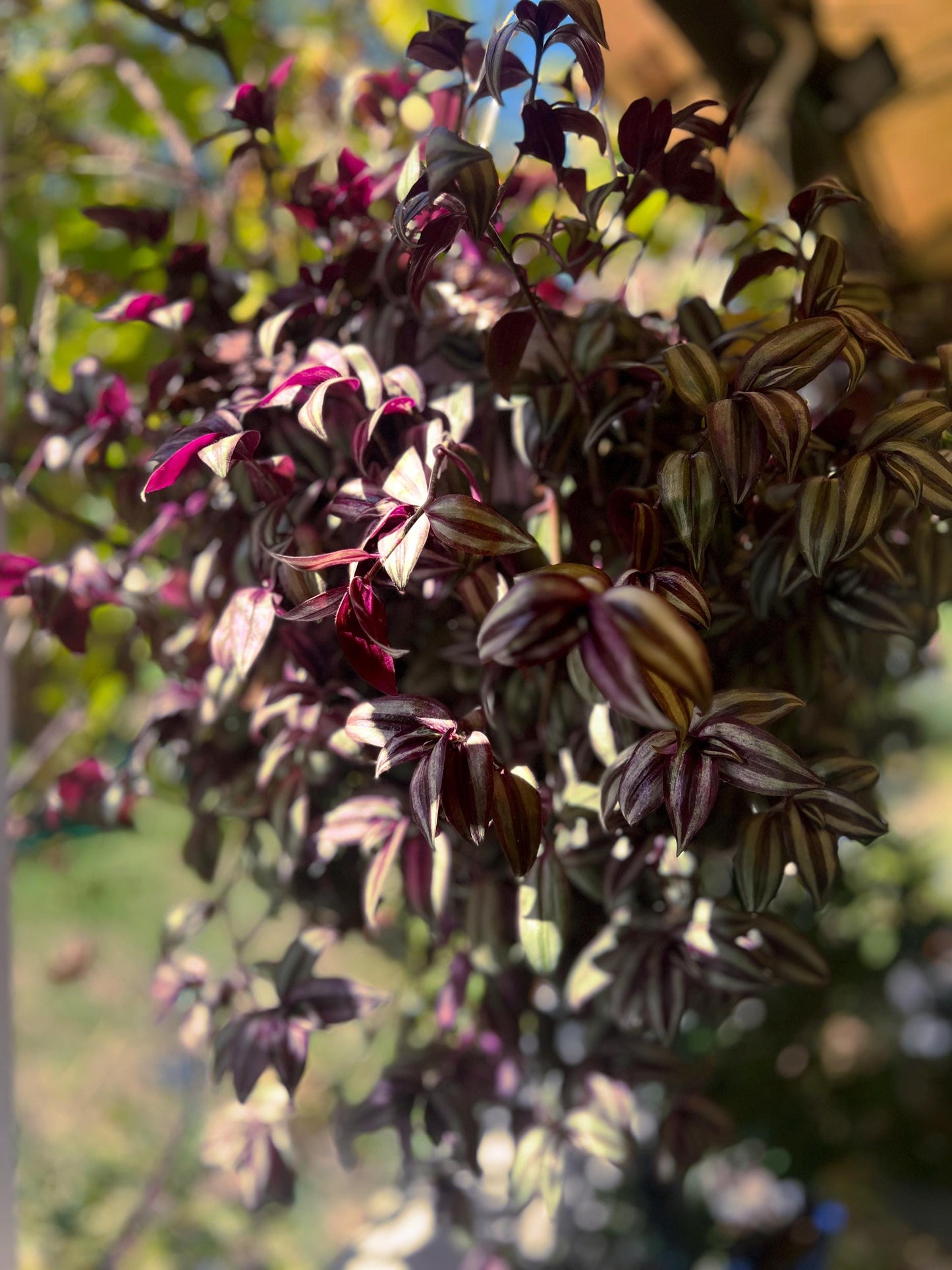Burgundy Tradescantia  5 cuttings  - Easy-Care Indoor Beauty plants | Green Garden Corner !!!