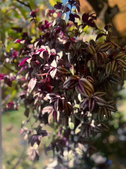 Burgundy Tradescantia  5 cuttings  - Easy-Care Indoor Beauty plants | Green Garden Corner !!!