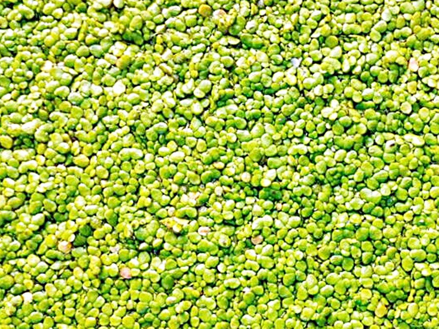 Duckweed  - Floating Aquarium Plant for Natural Aquascapes | Free Shipping !!!! | Green Garden Corner
