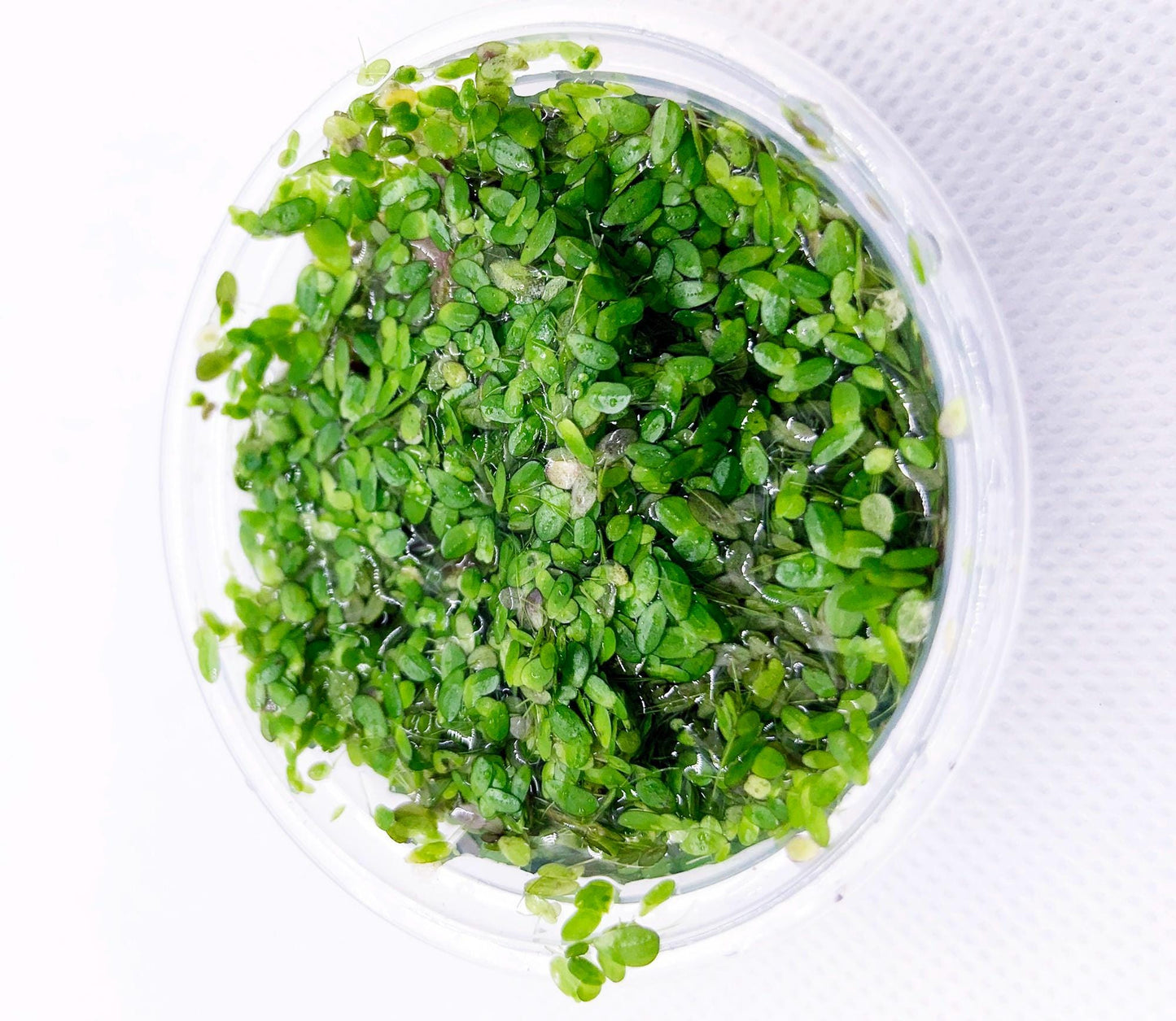 Duckweed  - Floating Aquarium Plant for Natural Aquascapes | Free Shipping !!!! | Green Garden Corner