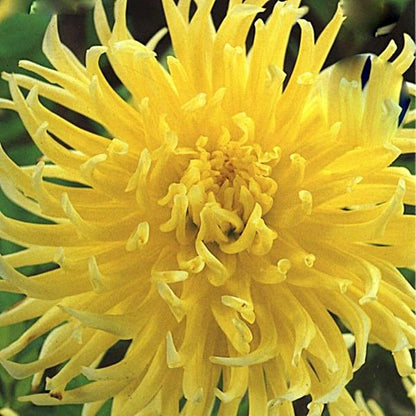 Dahlia Yellow Star | Captivating Dahlias | Nature's Masterpiece | Flowers Yellow | Holland Bulbs | Green Garden Corner