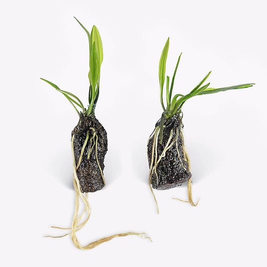 Aponogeton  Longipplumulosus 1 bulb- Aquatic Live Plants Perfect to all size tanks. Free Shipping !!!! | Green Garden Corner
