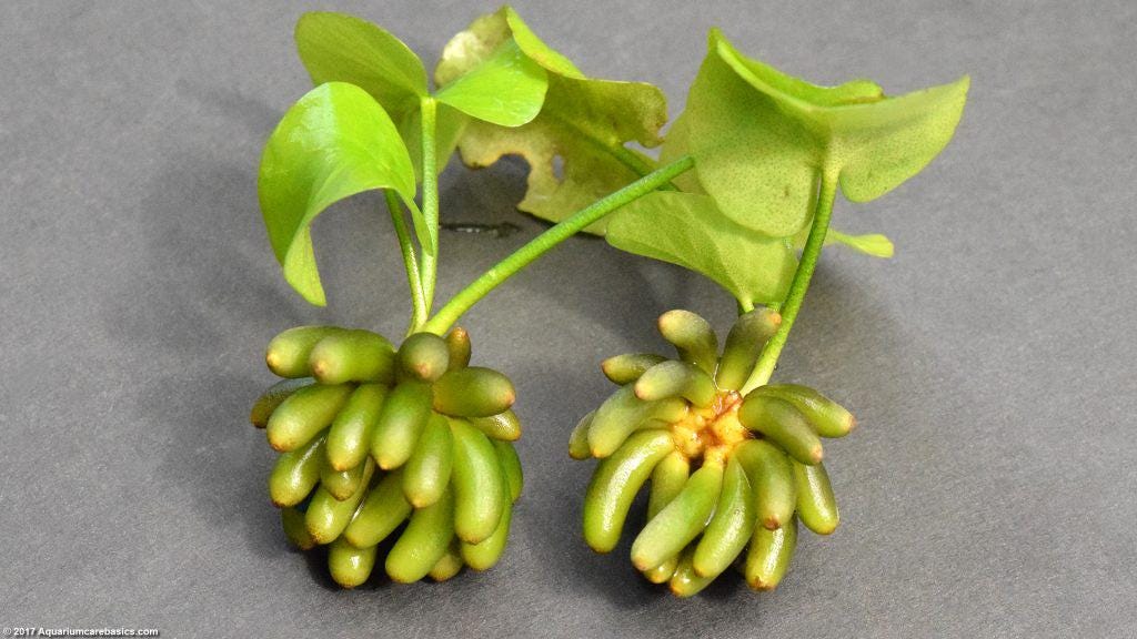 Nymphoides aquatica (Banana Plant)- Aquatic Live Plants Perfect to all size tanks. Free Shipping !!!! | Green Garden Corner