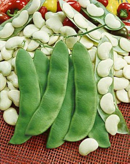 Lima Butter Beans  | Vegetable Seeds | Creamy, dreamy, and full of goodness! | Green Garden Corner
