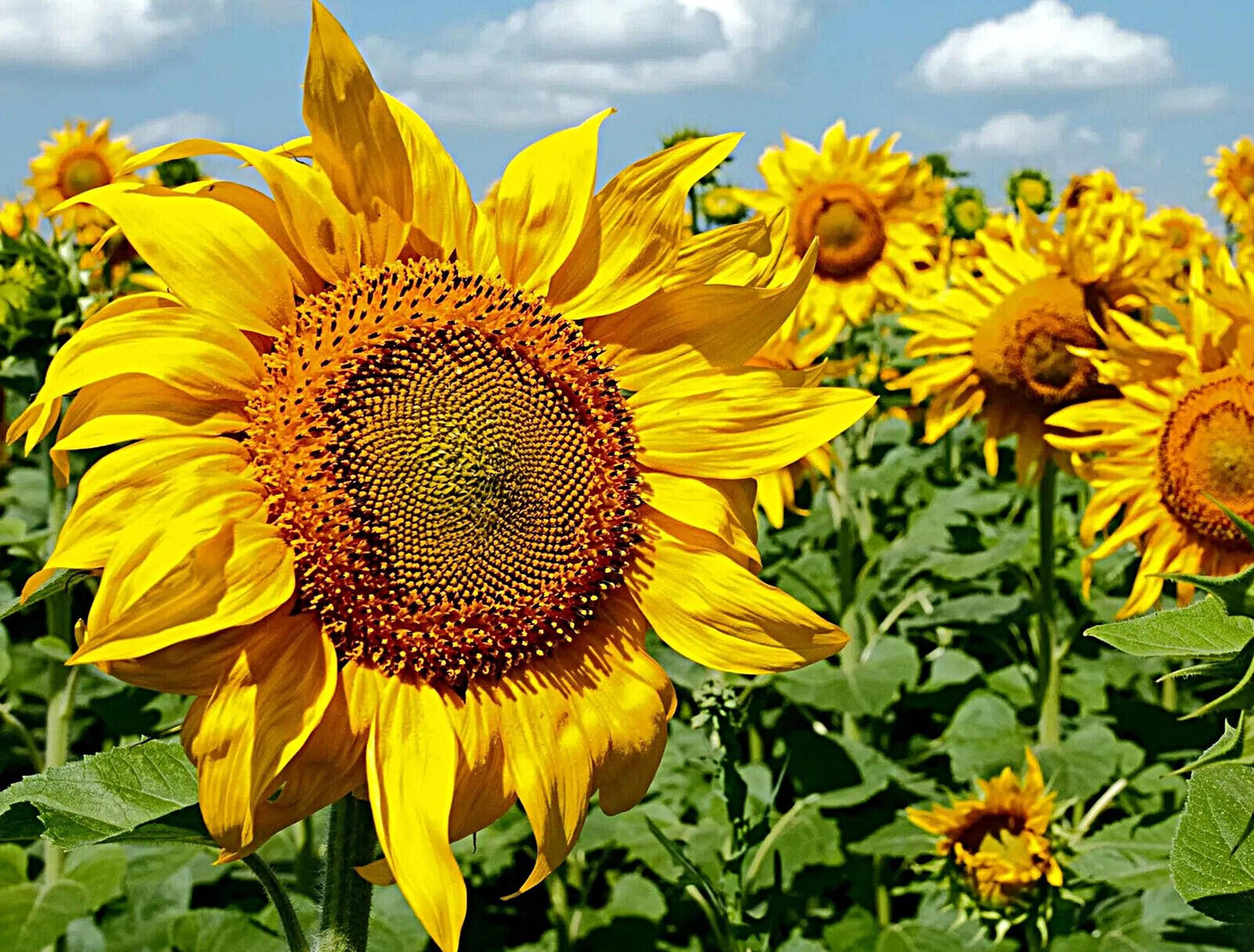Sunflower, Mammoth Grey Stripe  | Sunflower Seeds | Green Garden Corner