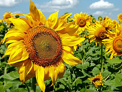 Sunflower, Mammoth Grey Stripe  | Sunflower Seeds | Green Garden Corner