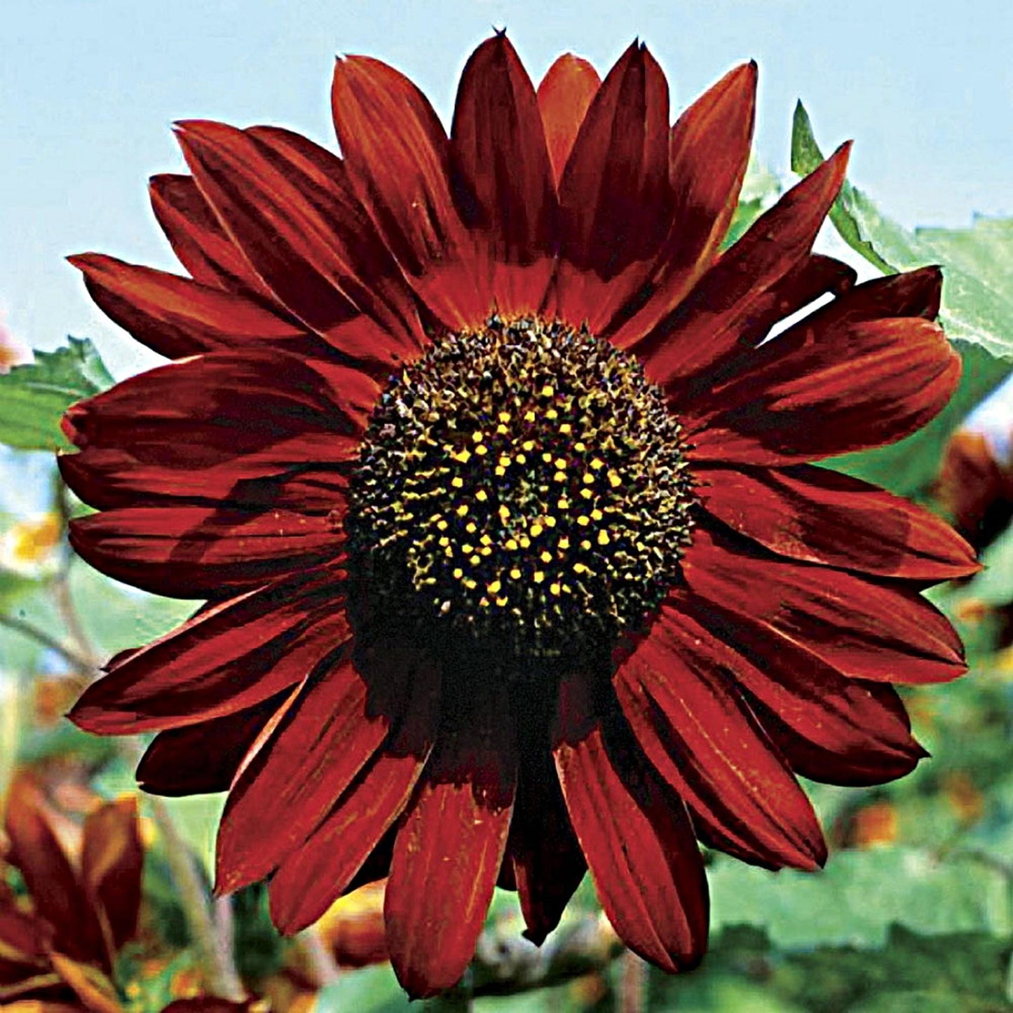 Velvet Queen Sunflower  | Sunflower Seeds | Green Garden Corner