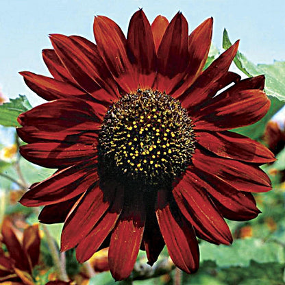 Velvet Queen Sunflower  | Sunflower Seeds | Green Garden Corner