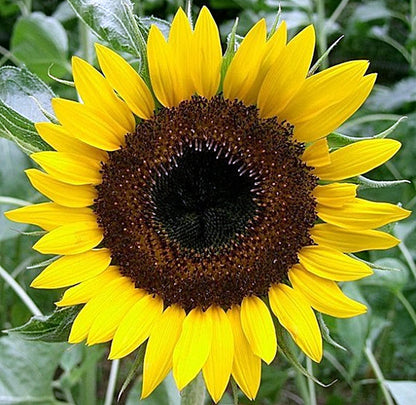Sunspot Sunflower  | Sunflower Seeds | Hybrid (F1) | Non-GMO | Green Garden Corner