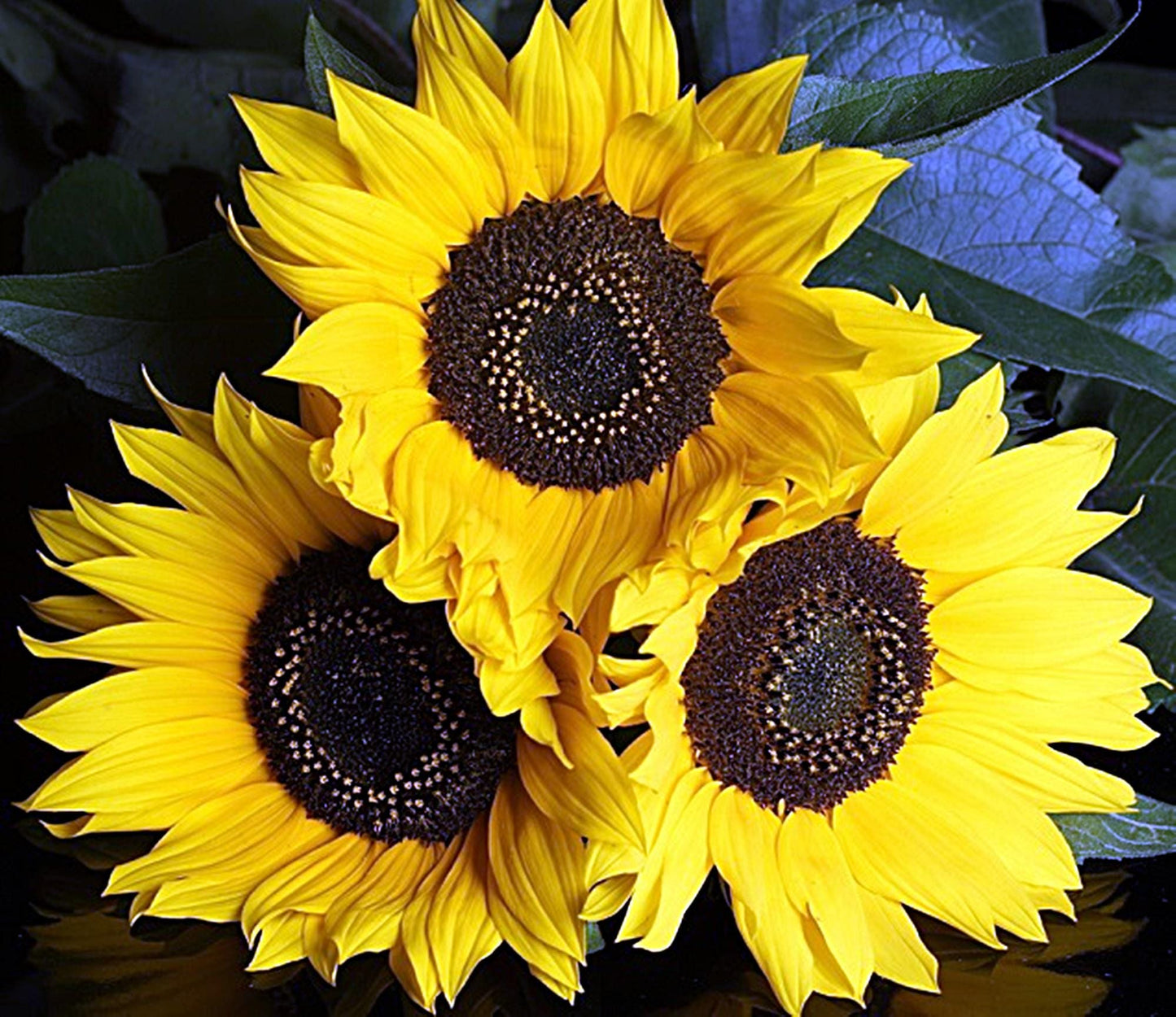 Sunspot Sunflower  | Sunflower Seeds | Hybrid (F1) | Non-GMO | Green Garden Corner