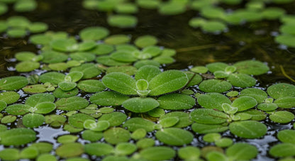 Water Spangles (Salvinia Minima) - Charming Floating Fern for Aquatic Gardens  | free shipping !! | Pond Live Plants | Green Garden Corner