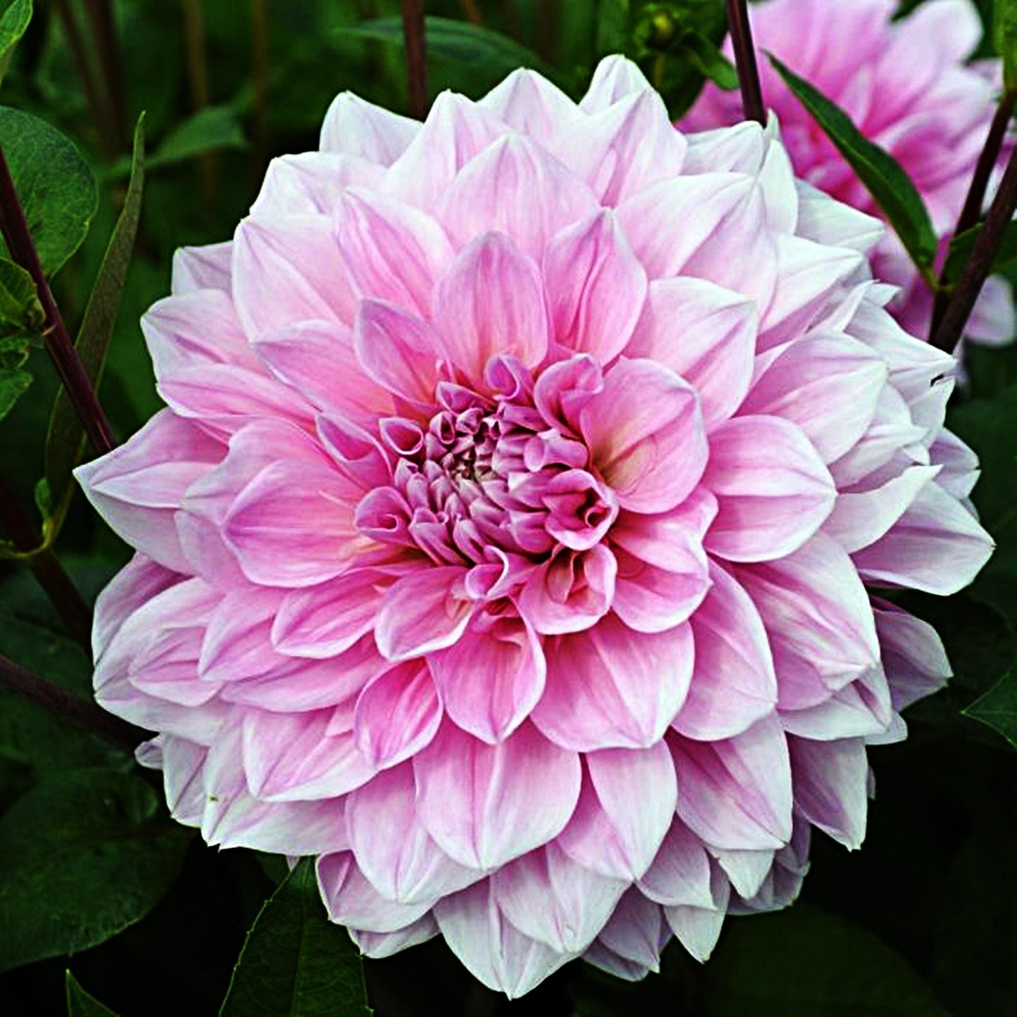 Dahlia Lavender Perfection | Captivating Dahlias | Nature's Masterpiece |  Flower heads is purple | Holland BULBS | Green Garden Corner