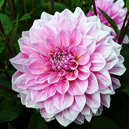 Dahlia Lavender Perfection | Captivating Dahlias | Nature's Masterpiece |  Flower heads is purple | Holland BULBS | Green Garden Corner