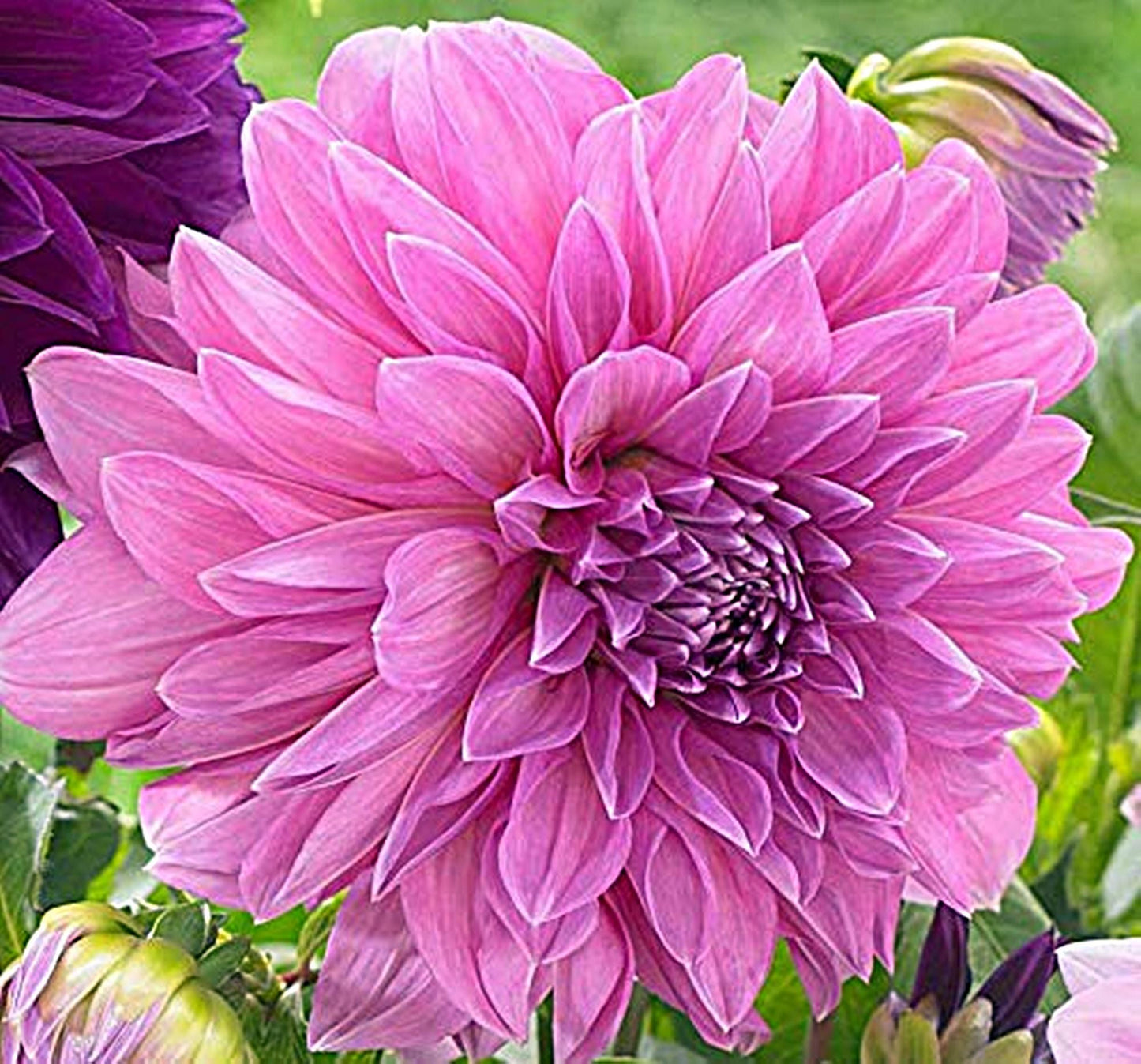 Dahlia Lavender Perfection | Captivating Dahlias | Nature's Masterpiece |  Flower heads is purple | Holland BULBS | Green Garden Corner