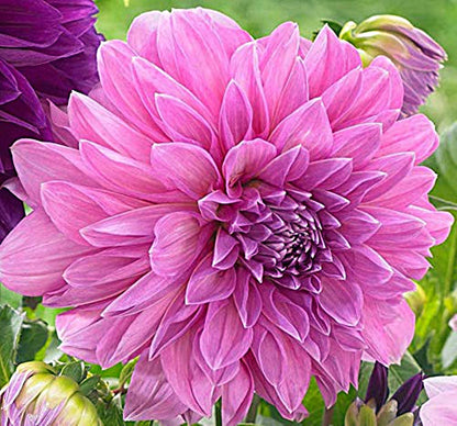Dahlia Lavender Perfection | Captivating Dahlias | Nature's Masterpiece |  Flower heads is purple | Holland BULBS | Green Garden Corner