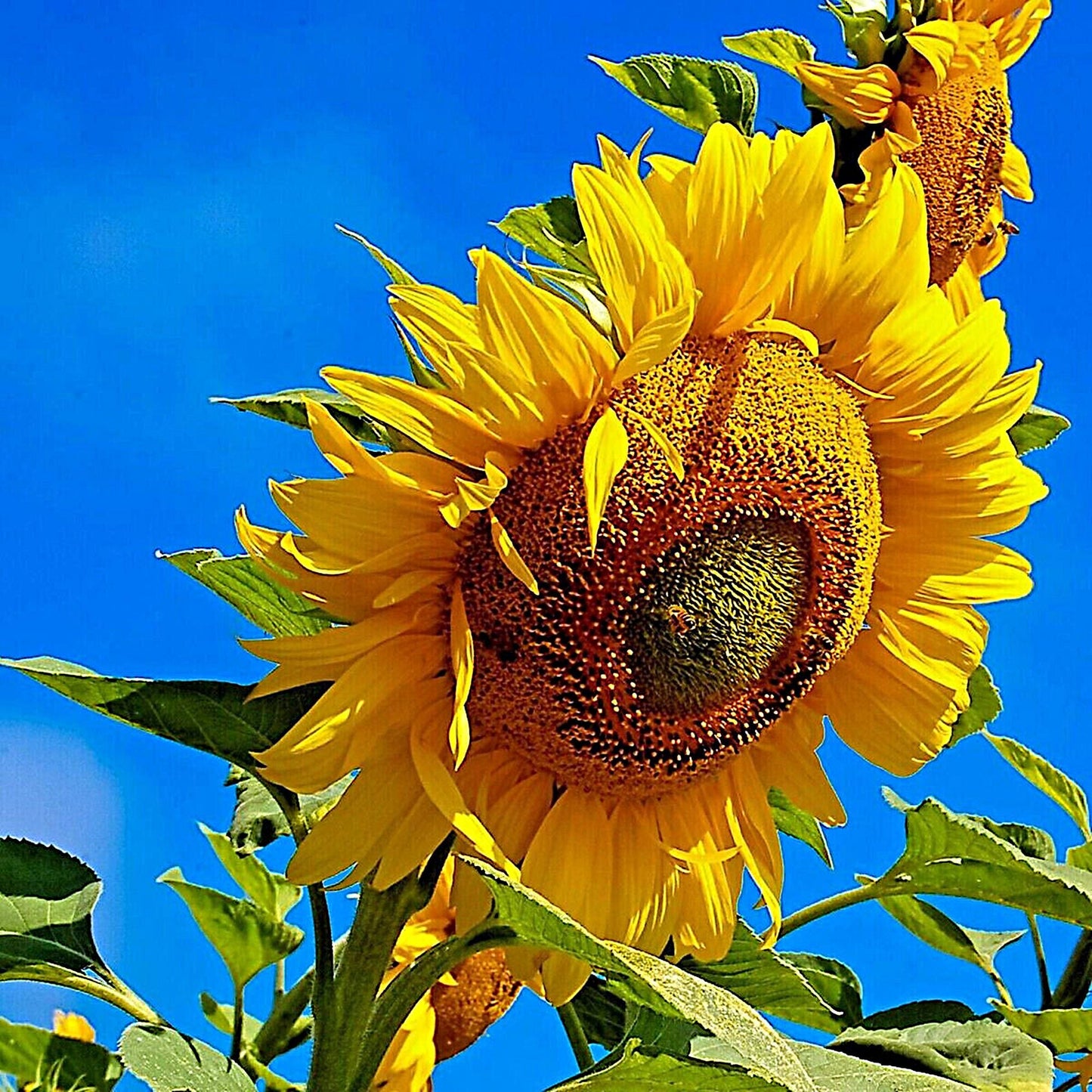 Sunflower, Mammoth Grey Stripe  | Sunflower Seeds | Green Garden Corner